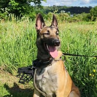 ARRAKIS QCN, chien à adopter