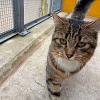 KLARIO, chat à adopter