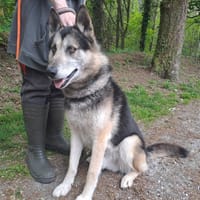 Wonky, chien à adopter