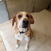 babar, chien à adopter