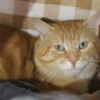 BOUH, chat à adopter