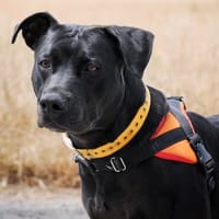 SIKI, chienne à adopter