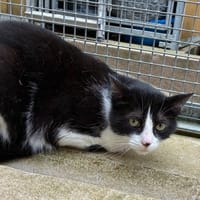 MINETTE, chatte à adopter