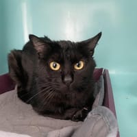 SHADOW, chat à adopter