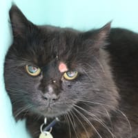 bunny, chat à adopter