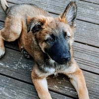 GOMI, chienne à adopter