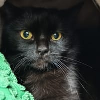 CHOKO C, chatte à adopter