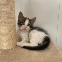 Faso, chat à adopter