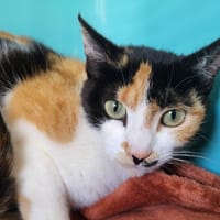 vanille, chatte à adopter
