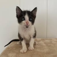 Burkina, chatte à adopter