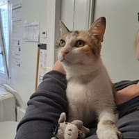 DAPHNE, chatte à adopter