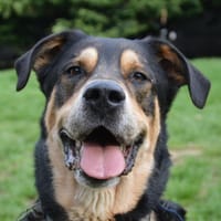TOBBY, chien à adopter