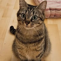 ZAI, chatte à adopter