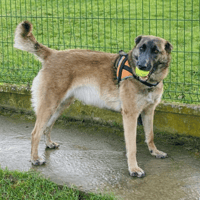 ANAYA, chienne à adopter