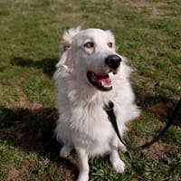 Hayden, chien à adopter