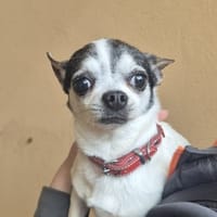 PIXIE, chienne à adopter