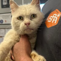 YETI, chat à adopter