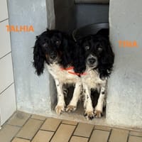 Tina  HAA24757, chienne à adopter