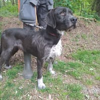 LUCKI, chien à adopter