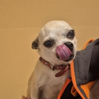 NORA, chienne à adopter