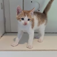 BIBI, chat à adopter