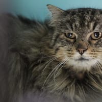 bertrand, chat à adopter