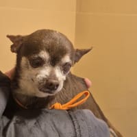 ODIN, chien à adopter