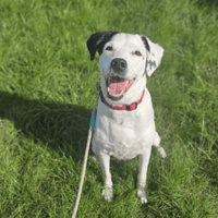 LAICKA, chienne à adopter