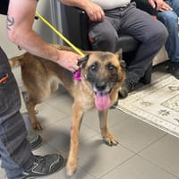 SORAYA, chienne à adopter