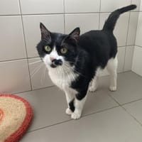GRIBOUILLE, chat à adopter