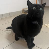 Izis, chatte à adopter