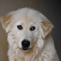 Yuki (en cours d'adoption), chien à adopter