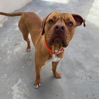 YUNA HAA24755, chienne à adopter