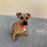 ZOE HAA24756, chienne à adopter