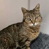 TILIA, chatte à adopter