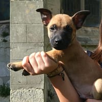 ZAYON, chien à adopter
