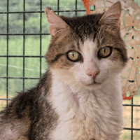 DEVIL, chat à adopter