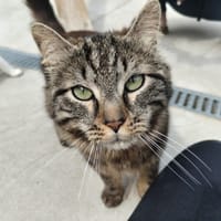 Elio, chat à adopter
