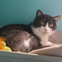 EMILE, chat à adopter