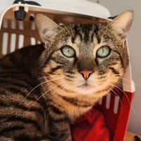 ASTALOS QCT, chat à adopter