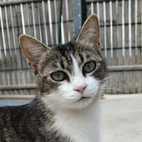 Kyoto, chat à adopter
