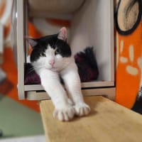 BILLY C, chat à adopter