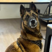 KARA VAA, chienne à adopter
