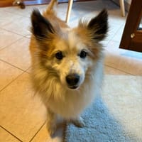Dziubdziuś, pies do adopcji