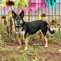 Myszka, suczka do adopcji