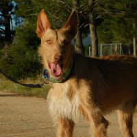 SIRIO, chien à adopter