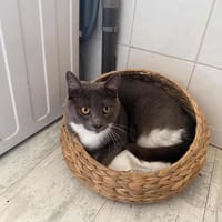 Until, chatte à adopter