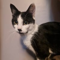 Aloïs, chatte à adopter