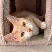 GUIMAUVE, chatte à adopter