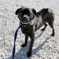Grace, female dog to adopt
